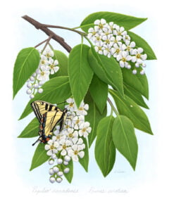 Canadian Tiger Swallowtail (Papilio canadense) on host plant Wild Cherry (Prunus serotina)