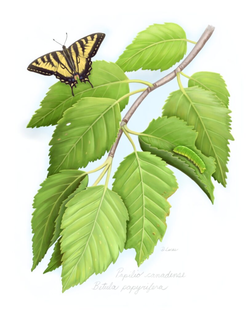 Canadian Tiger Swallowtail butterfly and caterpillar on its host plant a birch tree