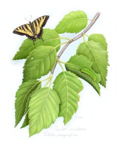 Canadian Tiger Swallowtail & caterpillar (Papilio canadense) on host plant Paper Birch tree (Betula papyrifera)