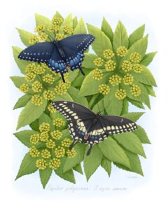 Male and female Black Swallowtail (Papilio polyxenes) on host plant Golden Alexander (Zizia aurea