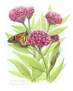 Sitting Monarch - Swamp Milkweed