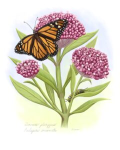 Monarch - Swamp Milkweed