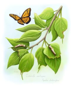 Viceroy - Balsam Poplar