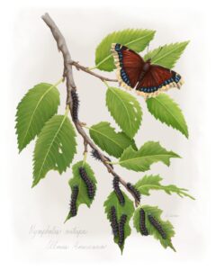 Mourning Cloak butterfly and caterpillars (Nymphalis antiopa) on host plant American Elm (Ulmus Americana)