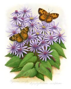 Northern Crescent butterflies & caterpillars on host plant Heartleaf Aster (Symphyotrichum cordifolium)