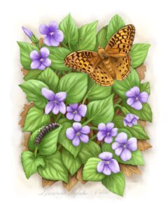 Great Spangled Fritillary butterfly & caterpillar (Speyeria cybele) with host plant Violets (Viola).