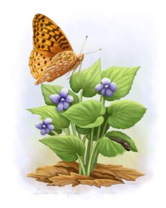 Sitting Great Spangled Fritillary butterfly & caterpillar (Speyeria cybele) with host plant Violets (Viola).