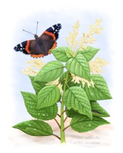 Red Admiral butterfly & caterpillar (Vanessa atalanta) with host plant Wood Nettle (Laportea canadensis).