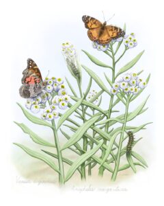 American Lady butterflies & caterpillars (Vanessa virginiensis) with host plant Pearly Everlasting (Anaphalis margaritacea)