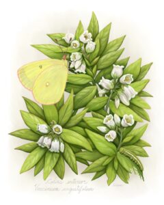 Pink-edged Sulphur butterfly and caterpillar (Colias interior) on host plant Lowbush Blueberry (Vaccinium angustifolium)