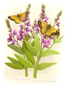 Male and female Orange Sulphur butterflies (Colias eurytheme) on host plant Tick Trefoil (Desmodium canadense)