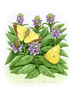 Clouded Sulphur butterflies and caterpillar (Colias philodice) on host plant Self-heal (Prunella vulgaris)