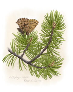 Eastern Pine Elfin butterfly and caterpillar (Callophrys niphon) on host plant Jack Pine ( Pinus banksiana)