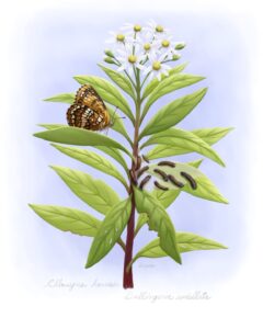 Sitting Harris' Checkerspot - Flat-topped Aster