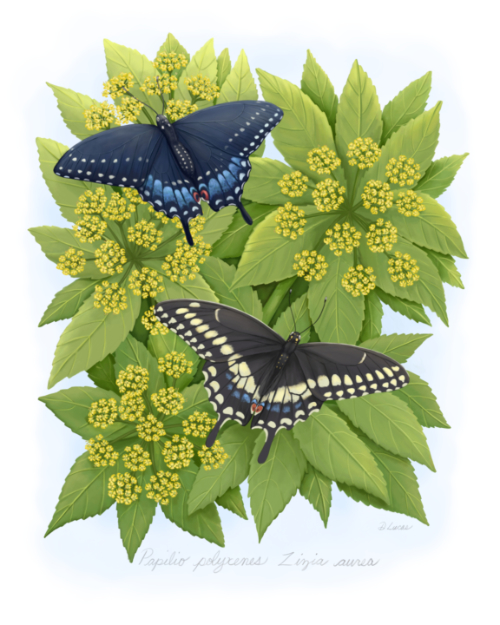 black swallowtail butterflies and how to attract them to your garden