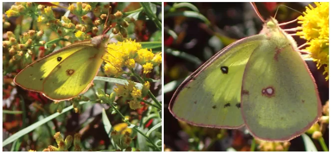 clouded sulphur butterfly