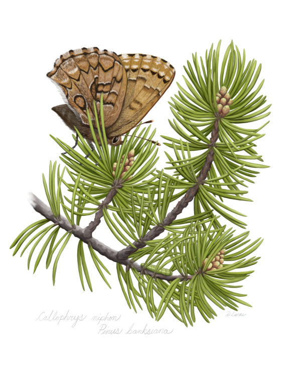 the eastern pine elfin butterfly