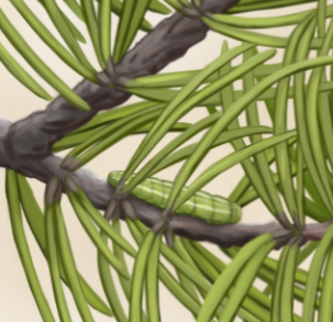 pine elfin caterpillars