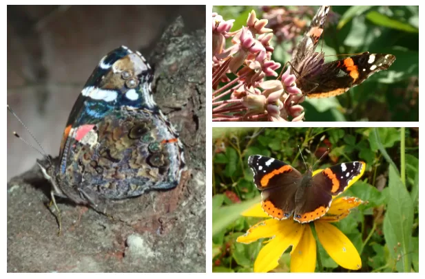 red admiral butterfly