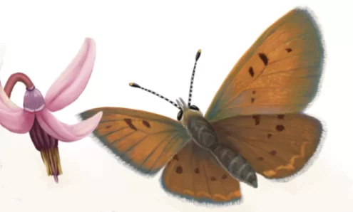 bog copper butterflies