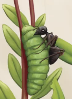 bog copper caterpillar