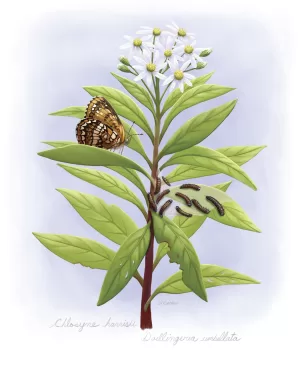 harris' checkerspot butterfly and cayterpillars