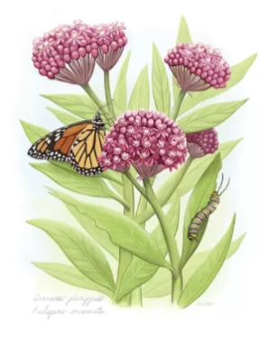 monarch cat 1 png