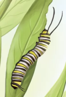 monarch cat sm 2 png