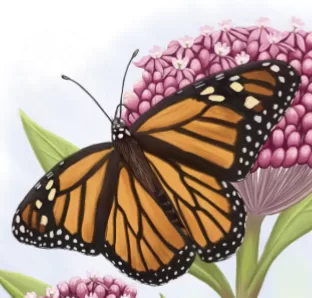 The Monarch Butterfly