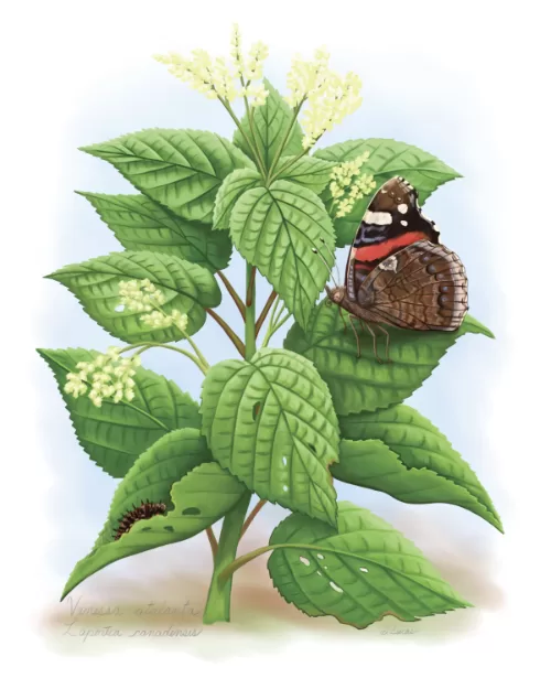 red admiral butterfly and its host plant