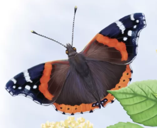 red admiral butterfly