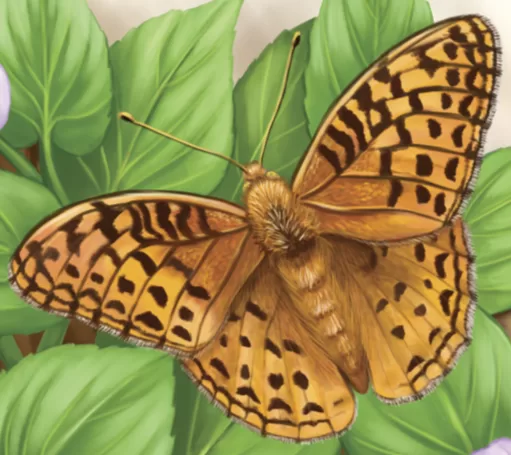 great spangled fritillary butterfly