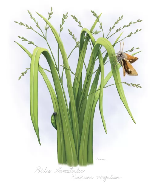 tawny-edged skipper butterfly